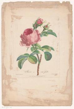 Pierre-François Legrand. Rose à cent feuilles (1800-1815)