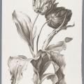 Pierre-François Legrand. Tulipe des Jardins (1799-1801)